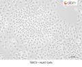 HT-29 Cells – Figure 1 of 1