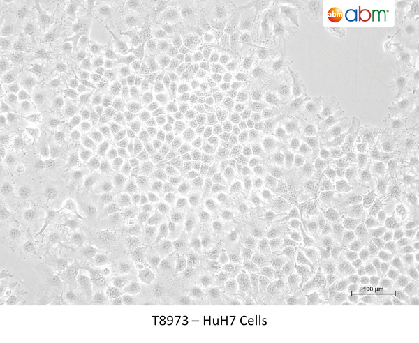 HT-29 Cells – Figure 1 of 1
