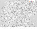 TLR3 <sup>-/-</sup>STING <sup>-/-</sup> CRISPR Knockout DF-1 Stable Cell Line | Applied Biological Materials (abm)