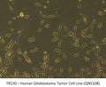 Human Glioblastoma Tumor Cell Line (QNS108) | Applied Biological Materials (abm)