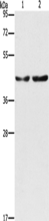 CBX6 Polyclonal Antibody – Figure 1 of 2
