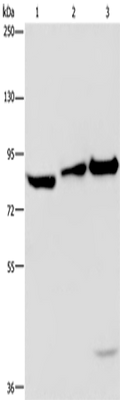 ECE1 Polyclonal Antibody – Figure 1 of 4