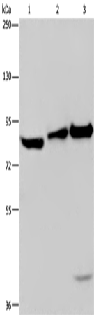 ECE1 Polyclonal Antibody – Figure 1 of 4
