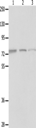 MAGED1 Polyclonal Antibody – Figure 1 of 4