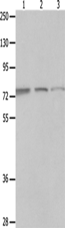 MAGED1 Polyclonal Antibody – Figure 1 of 4