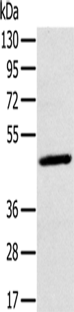MAGEA10 Polyclonal Antibody – Figure 1 of 3