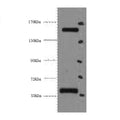 CD45 Monoclonal Antibody – Figure 1 of 4