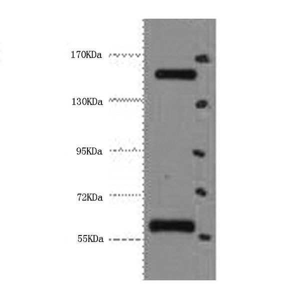 CD45 Monoclonal Antibody – Figure 1 of 4