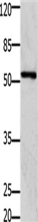 GFRA1 Polyclonal Antibody – Figure 1 of 2