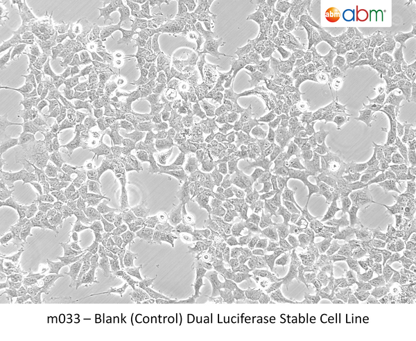 Blank (Control) Dual Luciferase Stable Cell Line – Figure 1 of 1