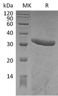 Recombinant Mouse IgG2a-Fc Protein (aa 99-330) – Figure 1 of 2