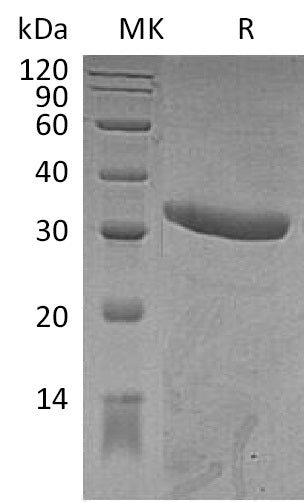 Recombinant Mouse IgG2a-Fc Protein (aa 99-330) – Figure 1 of 2