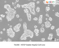 NTCP Stable HepG2 Cell Line – Figure 1 of 1