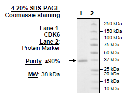 CDK6, His-Tag Recombinant – Figure 1 of 1