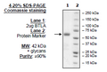 BTLA, Fc Fusion, Avi-Tag HiP™ Recombinant – Figure 1 of 2