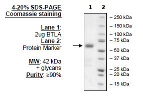 BTLA, Fc Fusion, Avi-Tag HiP™ Recombinant – Figure 1 of 2