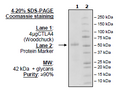 CTLA4 (Woodchuck), Fc-Fusion (Human), Avi-tag HiP™ Recombinant – Figure 1 of 3