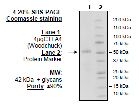 CTLA4 (Woodchuck), Fc-Fusion (Human), Avi-tag HiP™ Recombinant – Figure 1 of 3