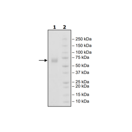 B7-1 (Woodchuck), Fc-fusion (Human), Avi-Tag, Biotin-labeled Recombinant – Figure 1 of 2