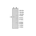 VSIG3, Fc-fusion (IgG1), Avi-Tag, Biotin-Labeled Recombinant – Figure 1 of 1