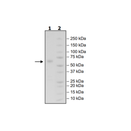 VSIG3, Fc-fusion (IgG1), Avi-Tag, Biotin-Labeled Recombinant – Figure 1 of 1
