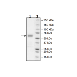 BTLA, Fc Fusion, Avi-Tag, Biotin-Labeled HiP™ Recombinant – Figure 1 of 3
