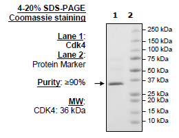 CDK4, FLAG-Tag Recombinant – Figure 1 of 1
