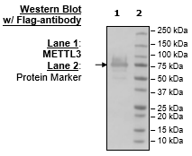 METTL3, FLAG-Tag Recombinant – Figure 1 of 2