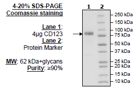 CD123, Fc-Fusion (IgG1) Avi-Tag Recombinant – Figure 1 of 2
