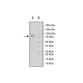 CD123, Fc-Fusion (IgG1) Avi-Tag, Biotin-Labeled Recombinant – Figure 1 of 1