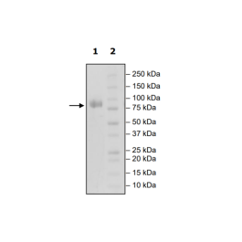 CD123, Fc-Fusion (IgG1) Avi-Tag, Biotin-Labeled Recombinant – Figure 1 of 1