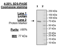 SARM1, FLAG-Tag Recombinant – Figure 1 of 4