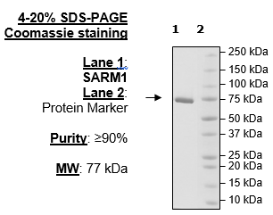 SARM1, FLAG-Tag Recombinant – Figure 1 of 4