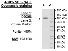 DDX58, FLAG-Tag Recombinant – Figure 1 of 3