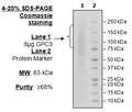 GPC3, Avi-His-Tag Recombinant – Figure 1 of 1
