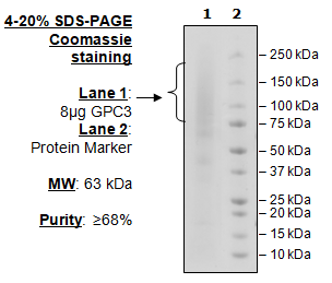 GPC3, Avi-His-Tag Recombinant – Figure 1 of 1
