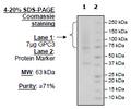 GPC3, Avi-His-Tagged, Biotin-Labeled Recombinant – Figure 1 of 2