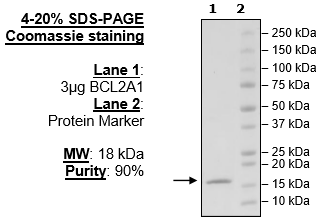 BCL2A1, His-Tag Recombinant – Figure 1 of 2