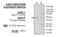 FCGR3A (F176V), Avi-His-Tag Recombinant – Figure 1 of 1