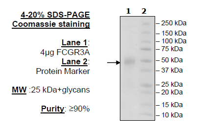 FCGR3A (F176V), Avi-His-Tag Recombinant – Figure 1 of 1
