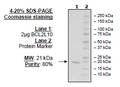BCL2L10, His-Tag Recombinant – Figure 1 of 2