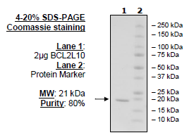 BCL2L10, His-Tag Recombinant – Figure 1 of 2