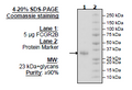 FCGR2B, Avi-His-Tag Recombinant – Figure 1 of 2