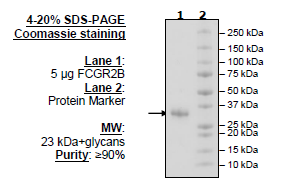 FCGR2B, Avi-His-Tag Recombinant – Figure 1 of 2