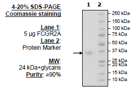 FCGR2A, Avi-His-Tag Recombinant – Figure 1 of 2