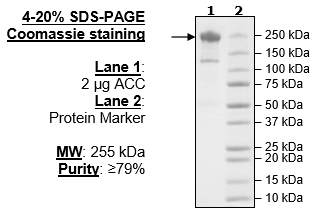 ACC, FLAG-Tag (Candida albicans) Recombinant – Figure 1 of 1