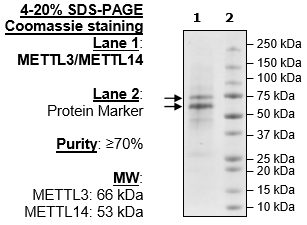 METTL3/METTL14 Protein Complex, FLAG-Tag, His-Tag Recombinant – Figure 1 of 2