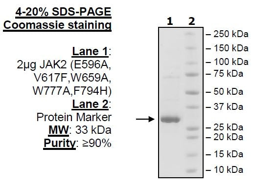 JAK2 (JH2 Domain) (E596A, V617F, W659A, W777A, F794H), His-Tag Recombinant – Figure 1 of 1