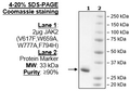 JAK2 (JH2 Domain) (V617F, W659A, W777A, F794H), His-Tag Recombinant – Figure 1 of 3