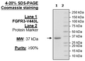 FGFR3 (V443L), His-Tag Recombinant – Figure 1 of 2